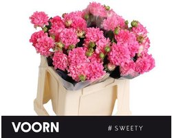 5x Rosa #sweety 40cm