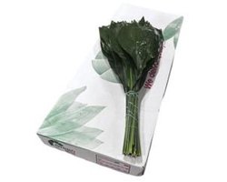 5x Sg aspidistra 80cm