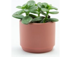 6 kleine TERRACOTTA keramieken bloempotjes  - D7/H6 cm - Ideaal in eigen huis of om te geven als bedankje.