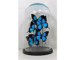 6 Opgezette papilio ulysses ylusses vlinders in glazen stolp.