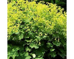 6 x Alchemilla Mollis - Vrouwenmantel pot 9x9cm