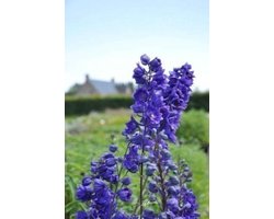 6 x Delphinium 'Black Knight' - RIDDERSPOOR - pot 9 x 9 cm