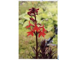 6 x Lobelia cardinalis - WATERLOBELIA, RODE LOBELIA, SCHARLAKEN LOBELIA , KARDINAALSLOBELIA - pot 9 x 9 cm