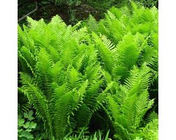 6 x Matteuccia Struthiopteris - Bekervaren in Potten - Sierlijke Varen