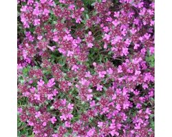 6 x Thymus Praecox 'Pseudolanuginosus' - Tijm Pot 9x9 cm - Wolachtige Bodembedekker