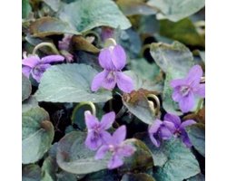 6 x VIOLA LABRADORICA - VIOOLTJE - pot 9 x 9 cm