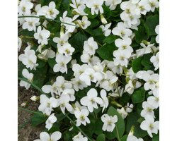 6 x Viola Sororia 'Albiflora'  - Viooltje pot 9x9cm