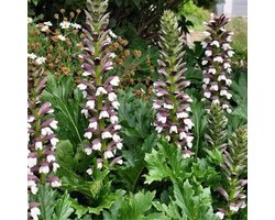 6x Acanthus mollis - Bereklauw - Pot 9x9 cm