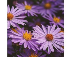 6x Aster amellus 'Dr Otto Petschek' Pot 9x9cm - Prachtige vaste plant voor in de tuin