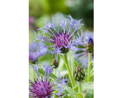 6x Bergkorenbloem (Centaurea montana) - P9 pot (9x9)