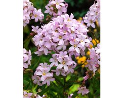 6x Celtisbladig klokje (Campanula lactiflora 'Loddon Anna')