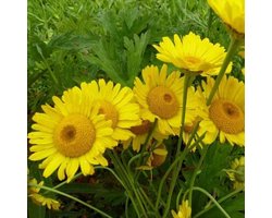 6x Kamille - Anthemis hybrida ‘Kelwayi’ - Pot 9x9cm