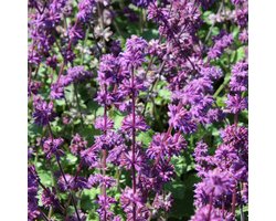 6x Kranssalie - Salvia verticillata ‘Purple Rain’ - Pot 9x9cm