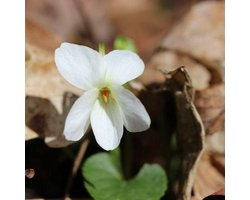 6x Viola odorata ‘Alba’ - Viooltje - Pot 9x9 cm