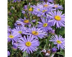 6x Zomeraster - Aster amellus ‘Dr Otto Petschek’ - Pot 9x9cm
