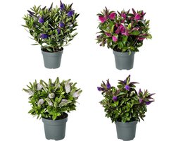 Addenda® Hebe Donna mix (wit, roze, 2x blauw/paars) – ↨ 30cm – ⌀ 12cm