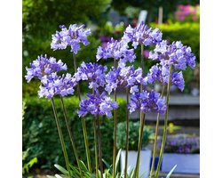 Afrikaanse Lelie - Agapanthus Africanus - Blauw - Tuinplant - 3 stuks Buitenplanten - Tuin Plant voor Buiten - Winterhard