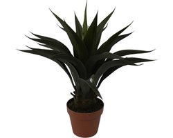 Agave - 60 cm