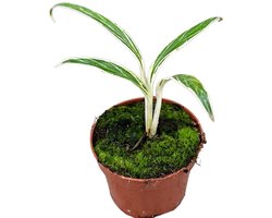 Aglaonema Bamboo Kamerplant Potmaat Ø10,5 cm |Vers Van De Kweker