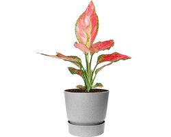Aglaonema Cherry Baby in Elho Greenville grijs | Chinese Evergreen