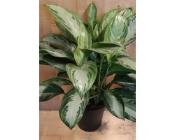 Aglaonema kamerplant