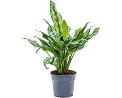 Aglaonema Miss Julliette | Chinese Evergreen