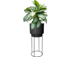 Aglaonema Silver Bay in Elho B. for Studio Zwart | Chinese Evergreen