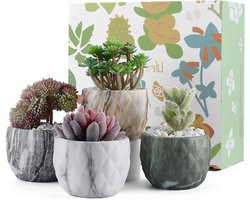 Allecto Plus - Mini Keramische Succulente Potten Set van 4 - Marmeren Bloempot voor Cactus en Bonsai - Home Office Decoratie en Gift