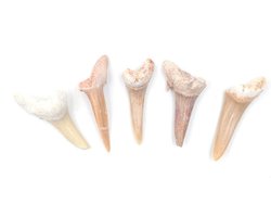 Allecto Plus - Natuurlijke Fossiele Haai Tand Specimen voor Onderwijs en Home Decor - Fossielen Kinderen - Natuurlijke Stenen - Tanden - Geschenk