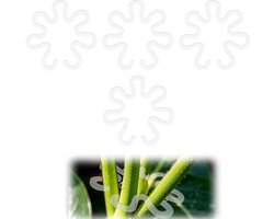 Allecto plus - Set van 4 Bloemvormige Plantenstengelsteunen, 16x16 cm - Acryl Verticale Plantenstokken - Stengelstabilisator - Tuinaccessoires voor Planten - Voor Binnen en Buiten - Transparant