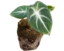 Alocasia Ninja - Hoogte 10cm - Pot 6cm