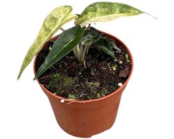 Alocasia Polly Yellow Variegata - Kamerplant - Potmaat Ø8 cm