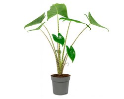 Alocasia Zebrina - Tijgerplant - Kamerplanten - Luchtzuiverend - Gemakkelijk Onderhouden - 65-85 cm Hoog - Pot 17 cm