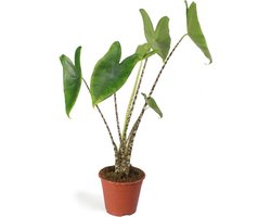 Alocasia zebrina XS kamerplant