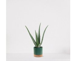 Aloë Vera in sierpot Emma wood emerald green – vetplant – eenvoudig te onderhouden - 35-45cm - Ø13 – geleverd met plantenpot – vers uit de kwekerij