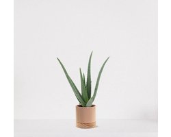 Aloë Vera in sierpot Emma wood taupe – vetplant – eenvoudig te onderhouden - 35-45cm - Ø13 – geleverd met plantenpot – vers uit de kwekerij
