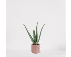 Aloë Vera in sierpot Janneke roze – vetplant – eenvoudig te onderhouden - 35-45cm - Ø13 – geleverd met plantenpot – vers uit de kwekerij