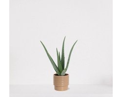 Aloë Vera in sierpot Liam Taupe– vetplant – eenvoudig te onderhouden - 35-45cm - Ø13 – geleverd met plantenpot – vers uit de kwekerij