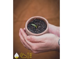 Aloë Vera Kweekset - Kweek je eigen Aloë Vera plant - Grow Your Ownn