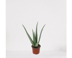 Aloë Vera – vetplant – eenvoudig te onderhouden - 35-45cm - Ø12 – in kwekerspot – vers uit de kwekerij