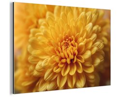 Aluminium schilderij 30x20 cm - Wanddecoratie metaal - Geel - Chrysant - Zachtheid - Metalen muurdecoratie woonkamer - Decoratie industrieel - Foto op dibond - Industriële accessoires slaapkamer