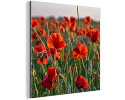 Aluminium schilderij 50x50 cm - Wanddecoratie metaal - Bloemen - Klaprozen - Natuur - Rood - Metalen muurdecoratie woonkamer - Decoratie industrieel - Foto op dibond - Industriële accessoires slaapkamer