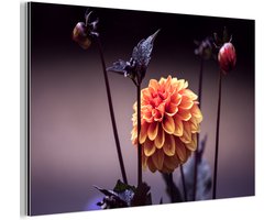 Aluminium schilderij 60x40 cm - Wanddecoratie metaal - Bloemen - Chrysant - Macro - Planten - Metalen muurdecoratie woonkamer - Decoratie industrieel - Foto op dibond - Industriële accessoires slaapkamer