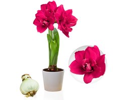 Amaryllis Bol - Double Pink - Bloembollen - 1 stuk - Roze - Bloem bollen