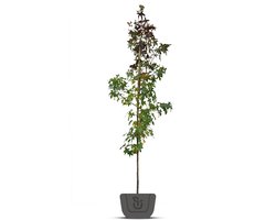Amberboom zuil | Liquidambar styr. Slender Silhouette | Stamomtrek: 6-8 cm