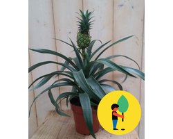 Ananasplant