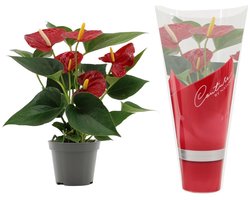 Antharium Rood - Decoratieve Kamerplant met Felrode Bloemen, Ideaal voor Binnen en Makkelijke Verzorging