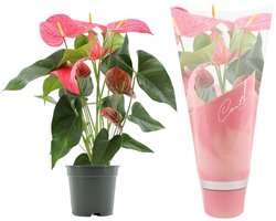 Antharium Roze - Decoratieve Kamerplant met Roze Bloemen, Ideaal voor Binnen en Makkelijke Verzorging