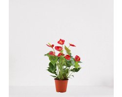 Anthurium rood – bloeiende kamerplant – Flamingoplant –  ↕40-50cm - Ø12 – in kwekerspot – vers uit de kwekerij