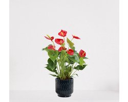 Anthurium Rood in sierpot Jacky Donker Blauw – bloeiende kamerplant – flamingoplant – 40-50cm - Ø13 – geleverd met plantenpot – vers uit de kwekerij